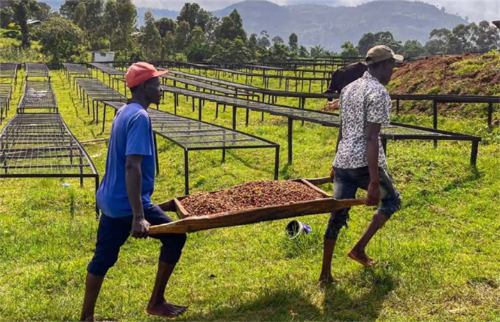 Two farmers transporting fresh coffee cherries to outdoor drying racks at an African coffee farm